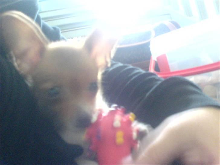 Chihuahua King <3 - Min mors billede 7