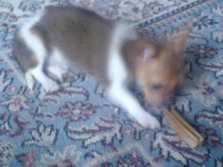 Chihuahua King <3 - Min mors billede 8