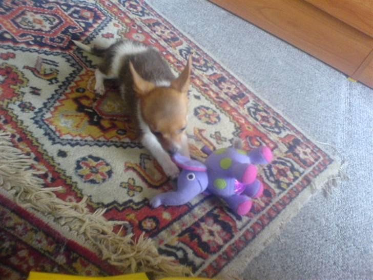 Chihuahua King <3 - Min mors billede 9