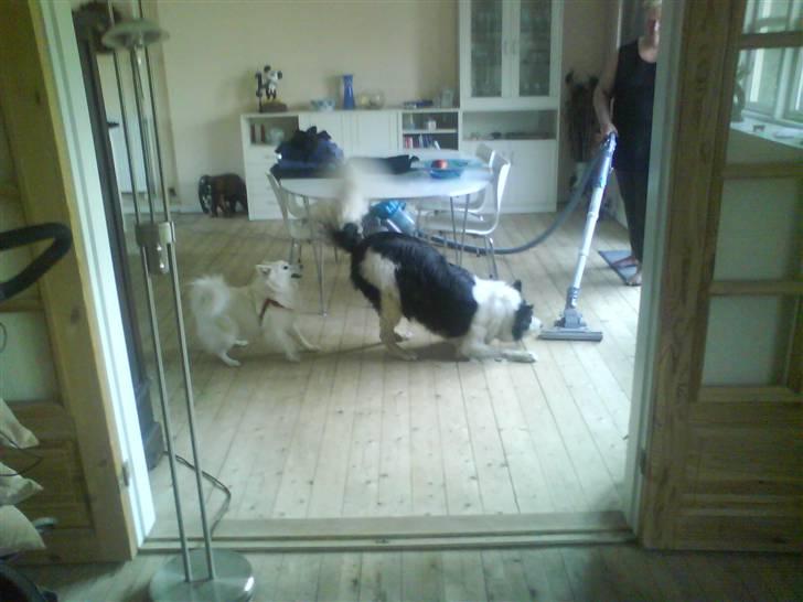 Border collie Bamse - Min mors billede 18