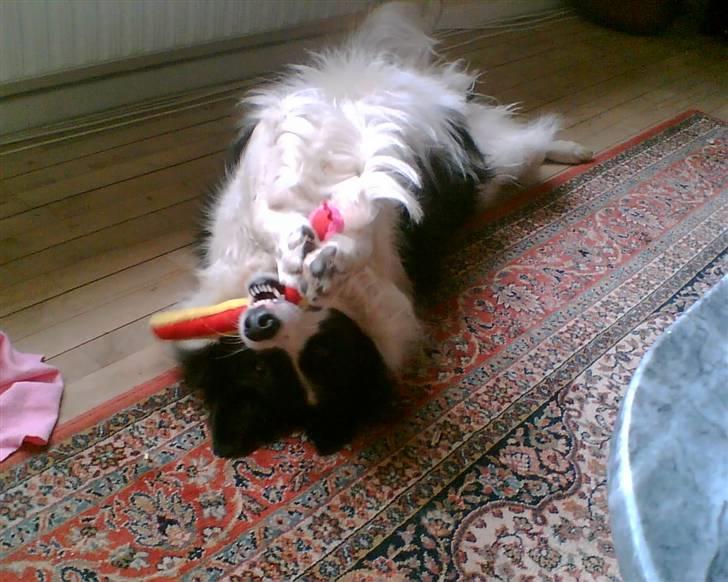Border collie Bamse - Min mors billede 19