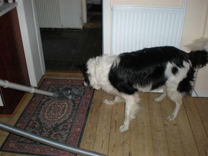 Border collie Bamse - Min mors billede 20