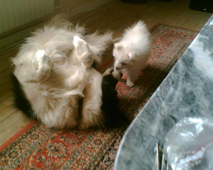 Japansk spids Mari - Min mors billede 15