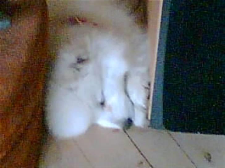 Japansk spids Mari - Min mors billede 16