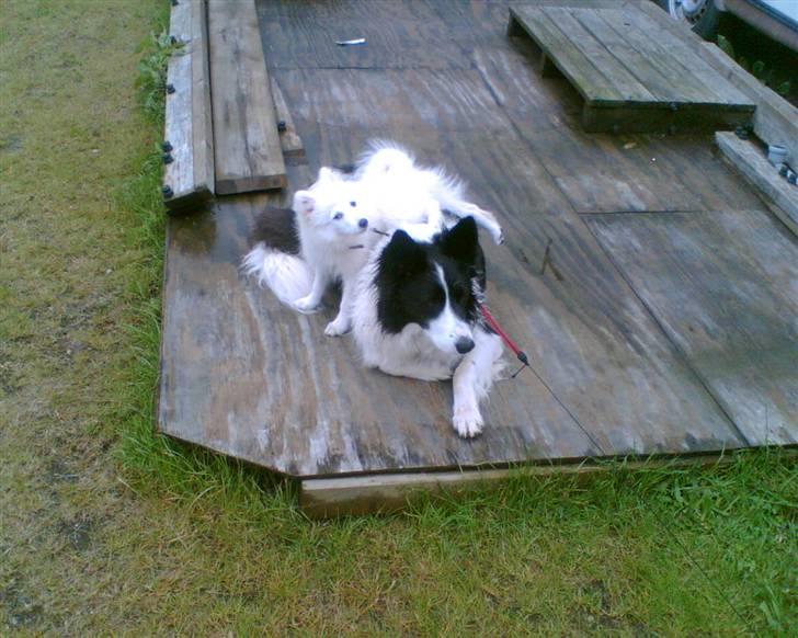 Japansk spids Mari - Min mors billede 17