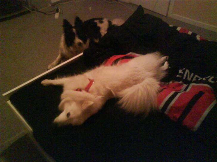 Japansk spids Mari - Min mors billede 18