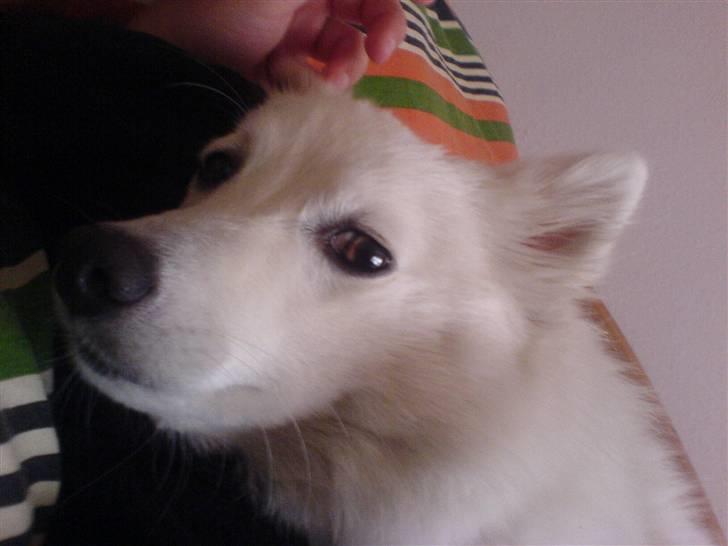 Japansk spids Mari - Min mors billede 19