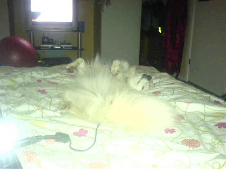 Japansk spids Mari - Min mors billede 20