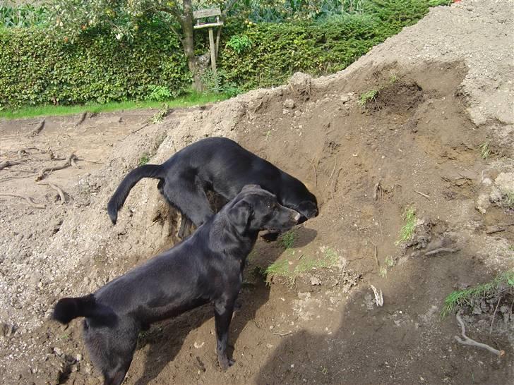 Labrador retriever Zippy billede 8