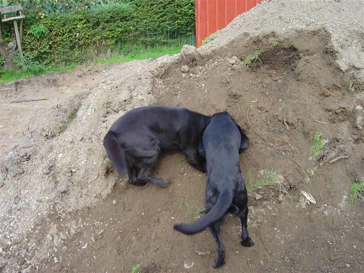 Labrador retriever Zippy billede 9