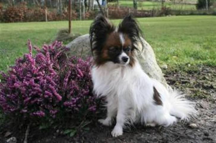 Papillon Dino - Dino det bare kigger rundt :) billede 8