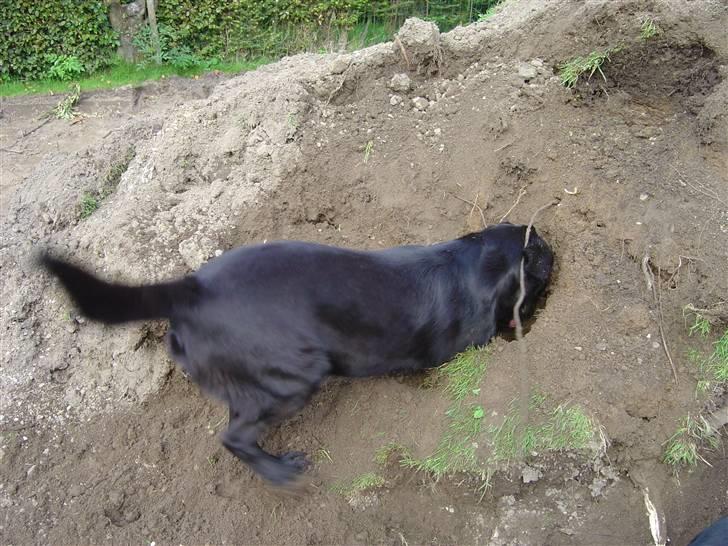 Labrador retriever Zippy - kødben hvor er du ????? billede 10