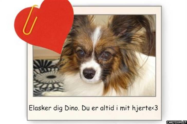 Papillon Dino - Det har jeg lavet til din. Jeg har lavet det! =) billede 9