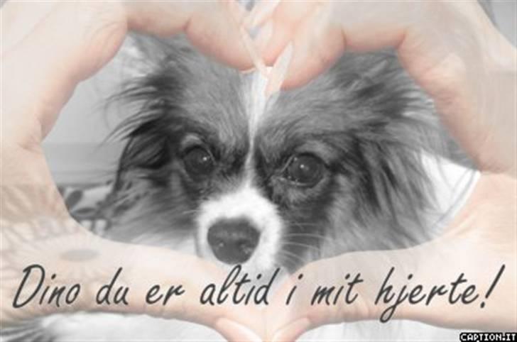 Papillon Dino - Det har jeg laver til dino :) billede 10