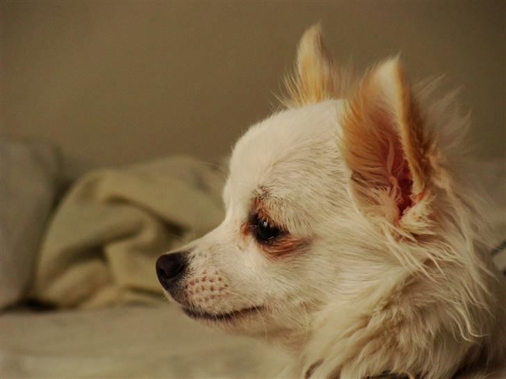 Chihuahua Kenzo billede 1