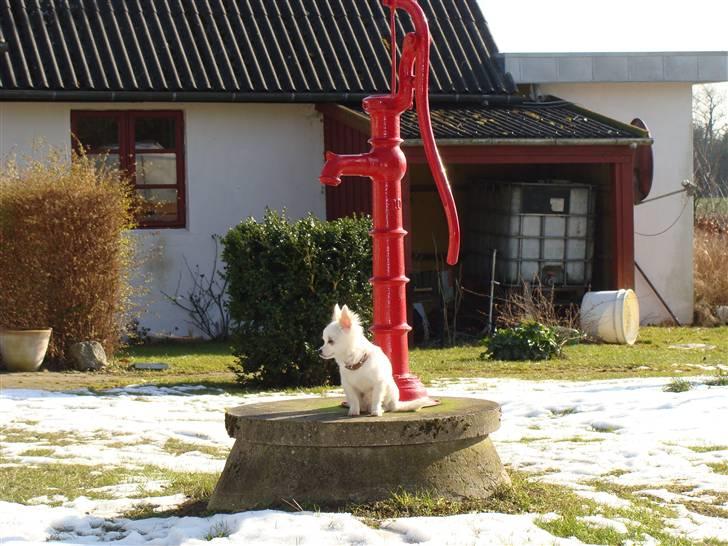 Chihuahua Kenzo billede 2