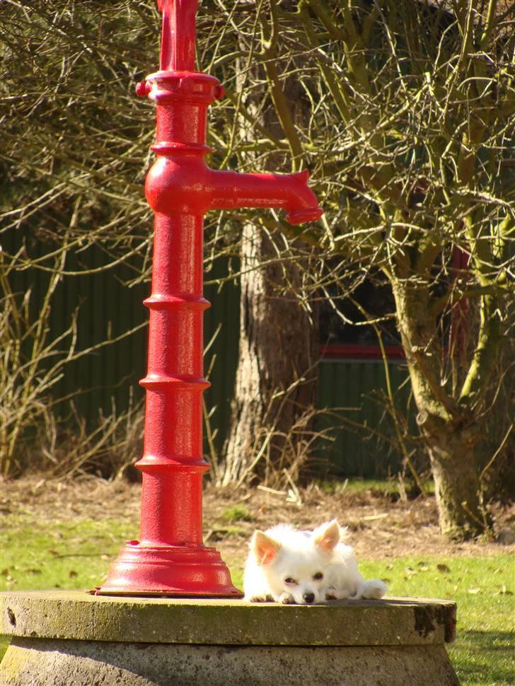 Chihuahua Kenzo billede 3