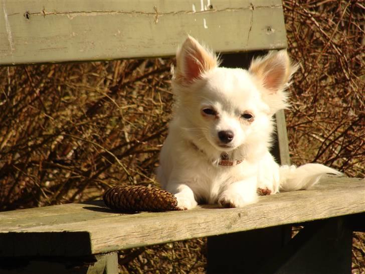 Chihuahua Kenzo billede 4