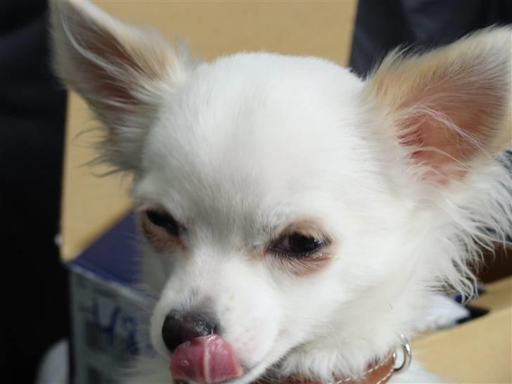 Chihuahua Kenzo billede 5