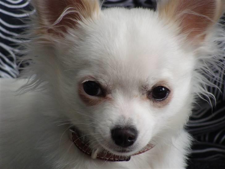 Chihuahua Kenzo billede 6