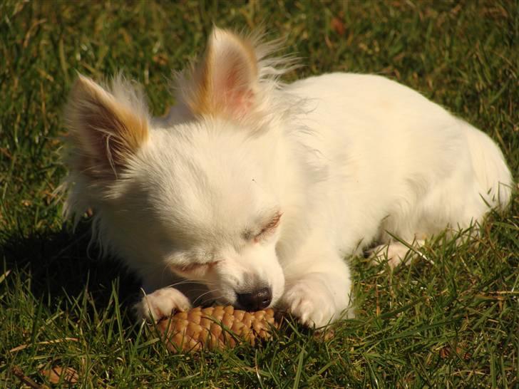 Chihuahua Kenzo billede 7