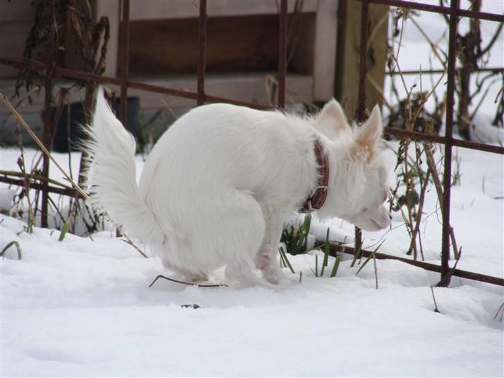 Chihuahua Kenzo billede 8