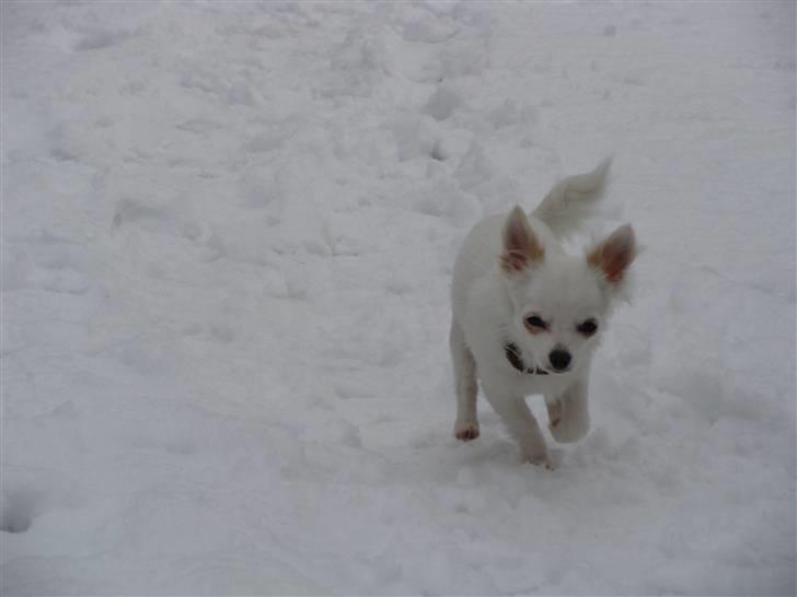 Chihuahua Kenzo billede 9