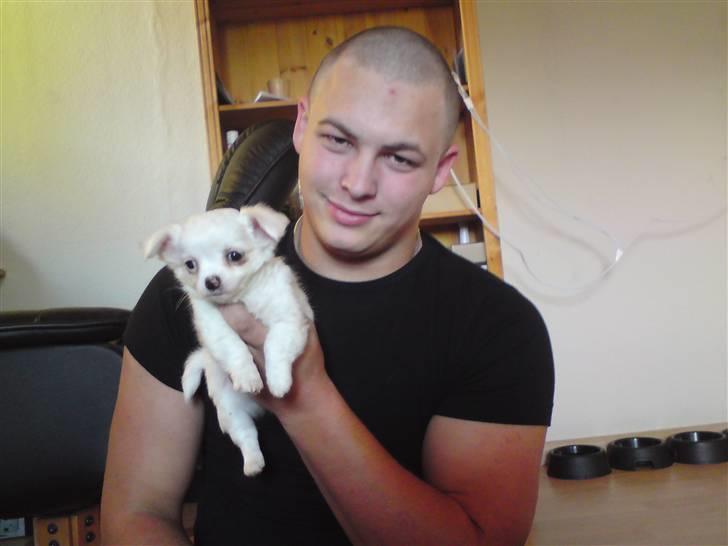 Chihuahua Kenzo billede 10