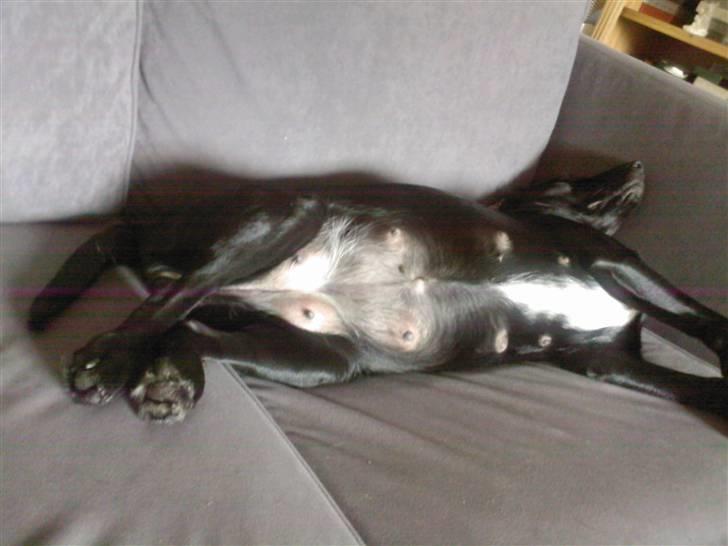 Blanding af racer Zita - Zita sover meget nu, med store hvalpe i maven ;-) billede 12