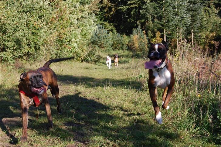 Boxer Eddie billede 9