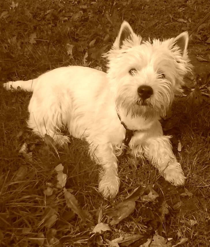 West highland white terrier TIGI - Er jeg ikke sød ?  billede 17