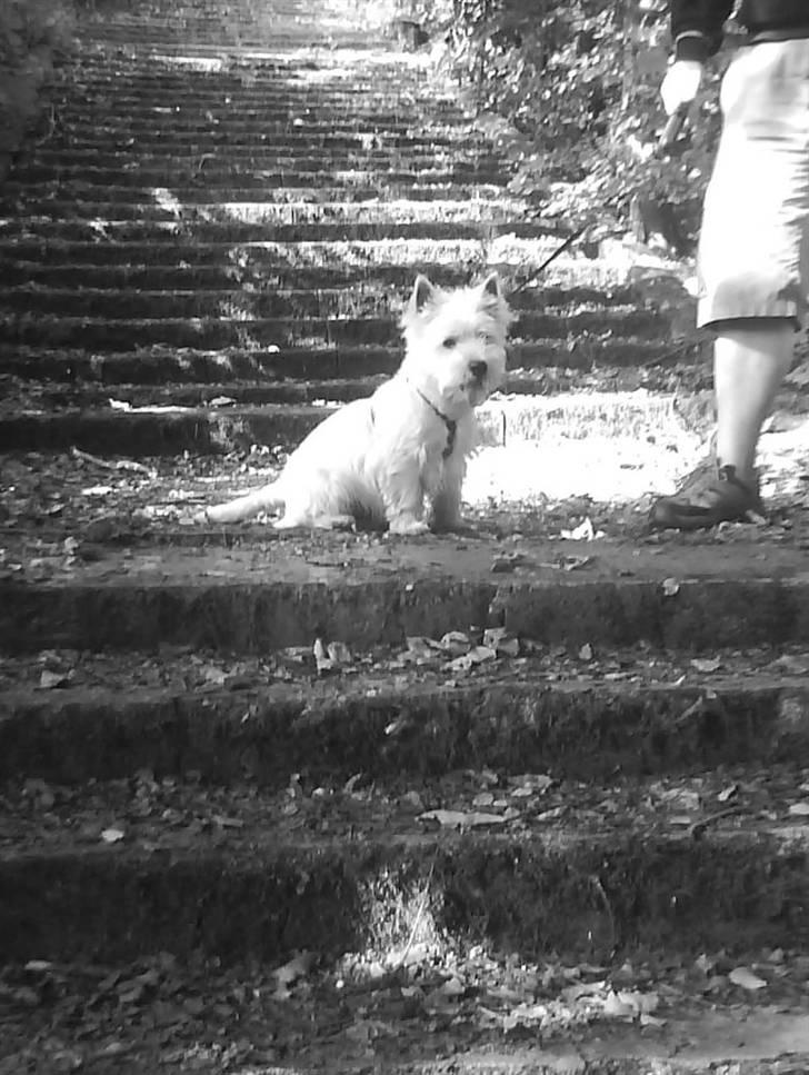 West highland white terrier TIGI - På tur i skoven billede 18