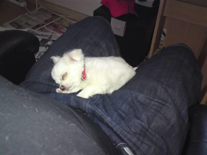 Chihuahua Kenzo - så bliv han træt :D  billede 11