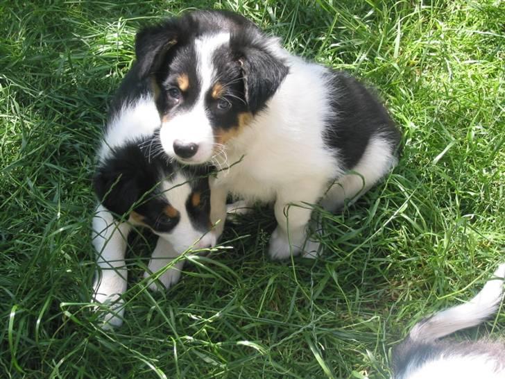 Border collie Malthe <3 - Malthe , da han ik var ret gammel :p billede 14