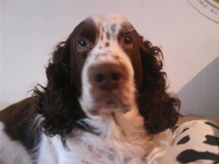 Engelsk springer spaniel Bølle (aflivet) ): - smukke Bølle billede 2