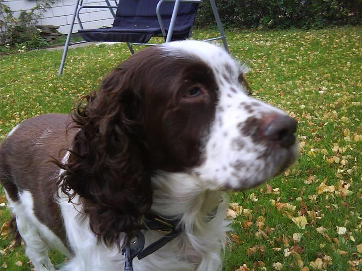 Engelsk springer spaniel Bølle (aflivet) ): - på vej ud at gå billede 4