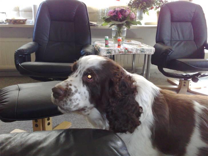 Engelsk springer spaniel Bølle (aflivet) ): - smukke billede 5