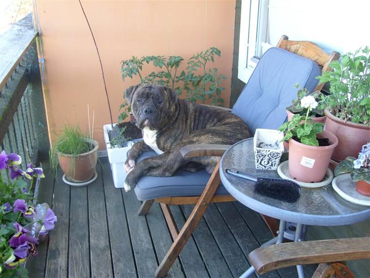 Amerikansk bulldog Topp's Magic Igor RIP - Igor i en havestol på altanen. billede 18