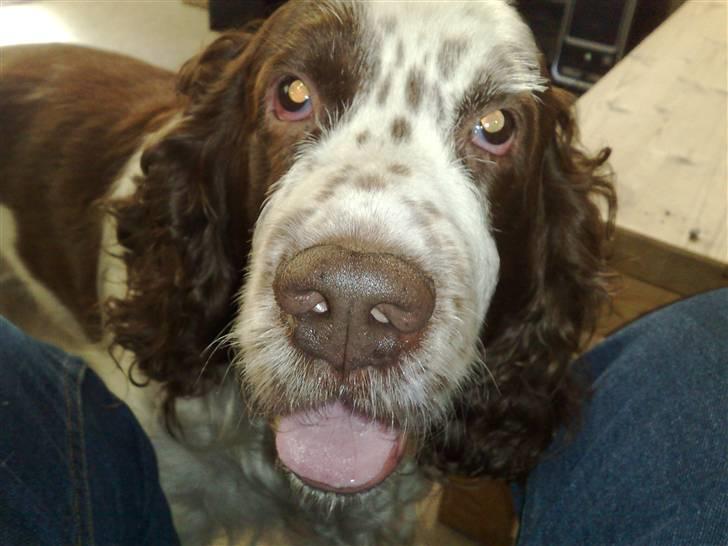 Engelsk springer spaniel Bølle (aflivet) ): - hvor er du kær billede 6