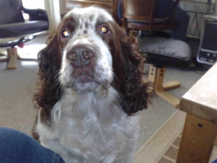 Engelsk springer spaniel Bølle (aflivet) ): - tigge kan du også billede 7