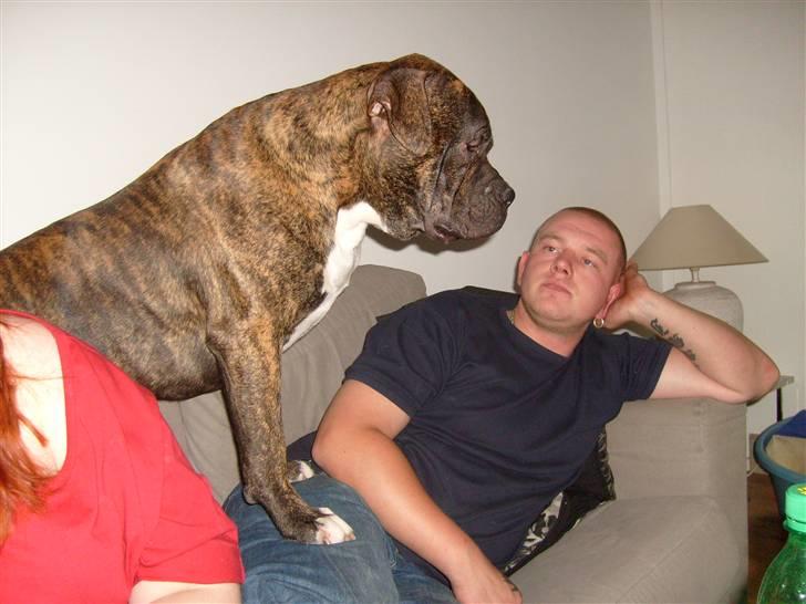 Amerikansk bulldog Topp's Magic Igor RIP - igor 1 år oven på sin far billede 19