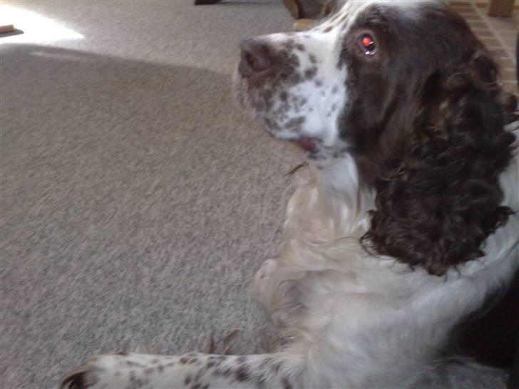 Engelsk springer spaniel Bølle (aflivet) ): - bøh Bølle billede 9