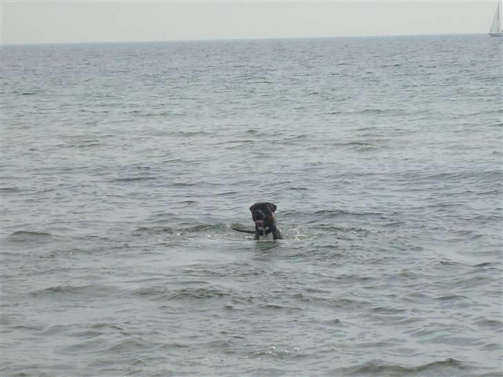 Amerikansk bulldog Topp's Magic Igor RIP billede 20