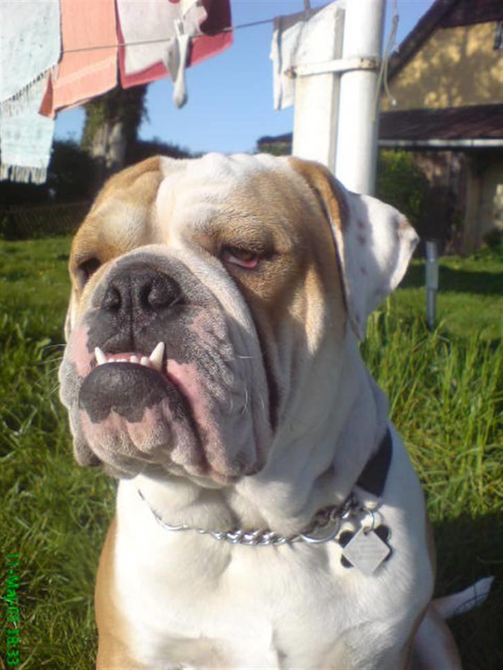 Blanding af racer Mango billede 1