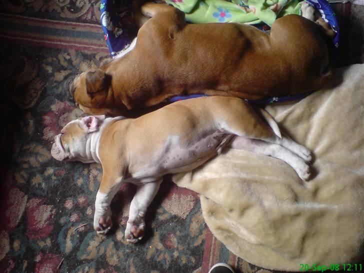 Blanding af racer Mango billede 2