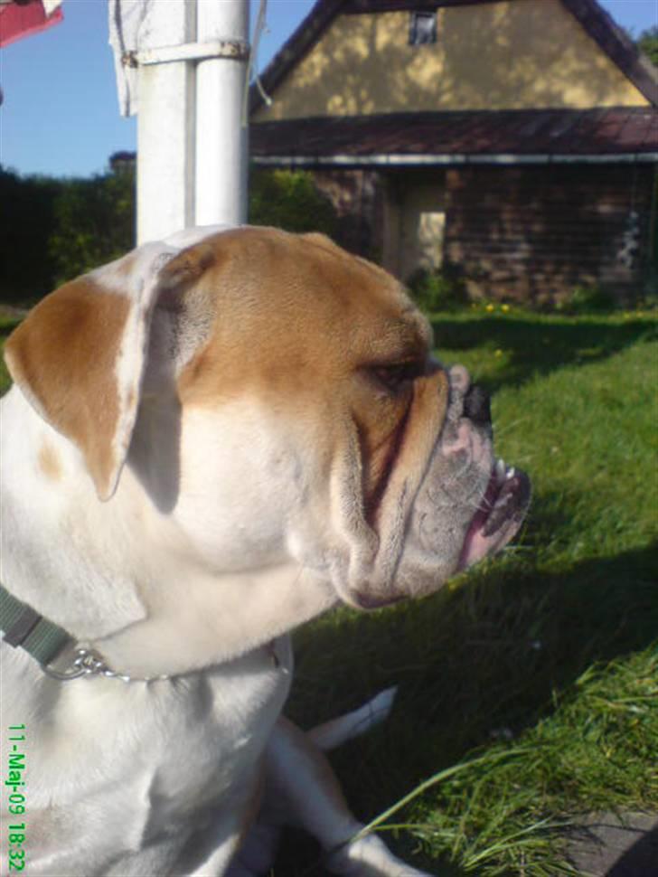 Blanding af racer Mango billede 3