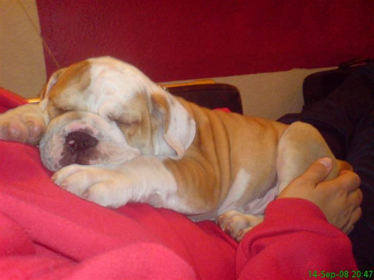 Blanding af racer Mango billede 4