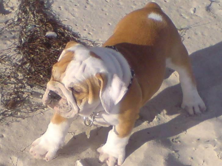 Blanding af racer Mango billede 5