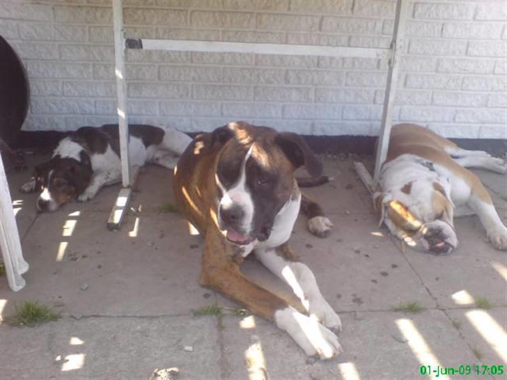 Blanding af racer Mango billede 6