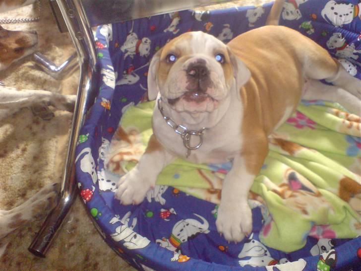 Blanding af racer Mango billede 7